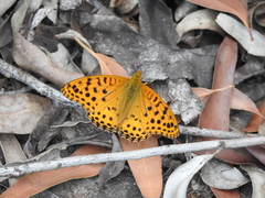 Argynnis hyperbius hybrida
