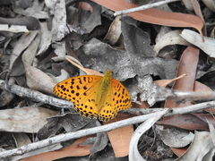 Argynnis hyperbius hybrida
