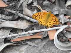 Argynnis hyperbius hybrida