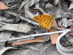 Argynnis hyperbius hybrida