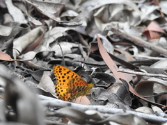 Argynnis hyperbius hybrida