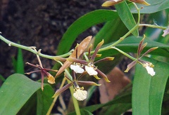 Prosthechea squalida