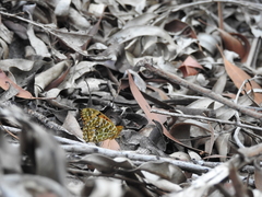 Argynnis hyperbius hybrida