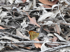 Argynnis hyperbius hybrida