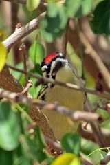 Pogoniulus pusillus