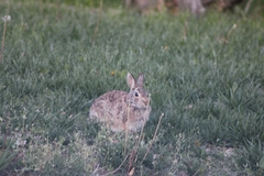 Sylvilagus floridanus