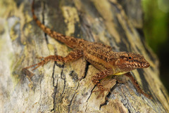 Anolis opalinus