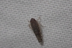 Osbornellus scalaris