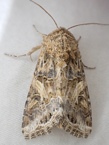 Western Yellow-striped Armyworm Moth photo 5