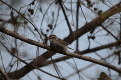 Spizella passerina