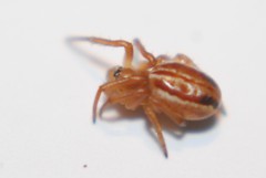 Araneus pratensis