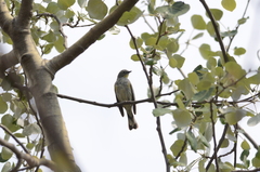 Setophaga coronata auduboni