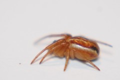 Araneus pratensis