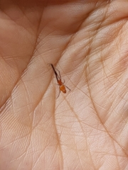 Argyrodes flavescens