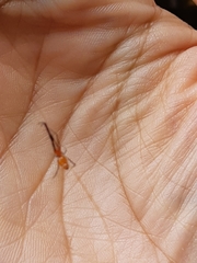 Argyrodes flavescens