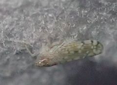 Osbornellus scalaris