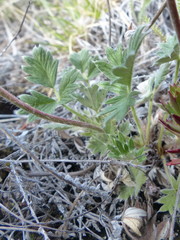 Potentilla arenosa