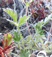 Potentilla arenosa