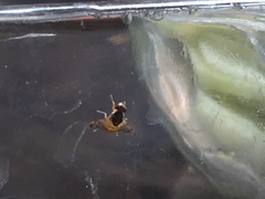 Tephritoidea