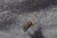 Osbornellus scalaris