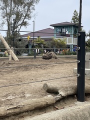 Rhinocerotidae