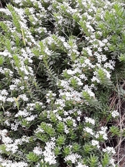 Westringia fruticosa