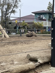 Rhinocerotidae