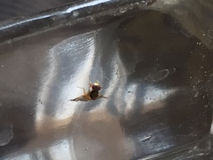 Tephritoidea