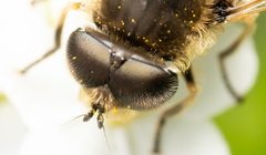 Eristalis brousii