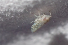 Osbornellus scalaris