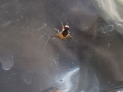 Tephritoidea