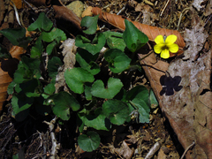Viola eriocarpa