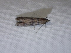 Ephestiodes gilvescentella