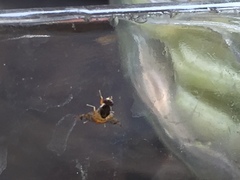 Tephritoidea