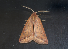 Cycloprorodes melanoxysta