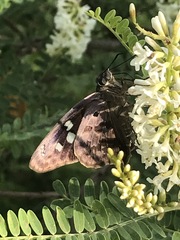 Polygonus leo arizonensis