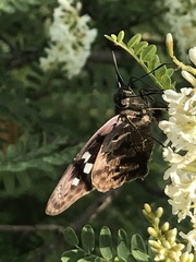 Polygonus leo arizonensis