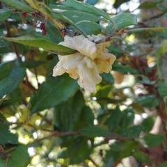 Exobasidium ferrugineae