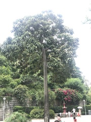 Aleurites moluccanus