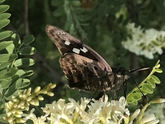 Polygonus leo arizonensis