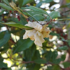 Exobasidium ferrugineae