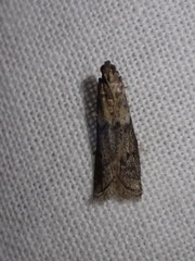 Ephestiodes gilvescentella