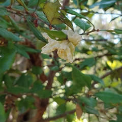 Exobasidium ferrugineae