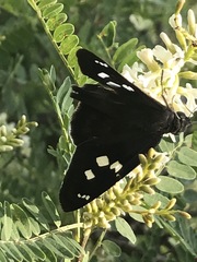 Polygonus leo arizonensis