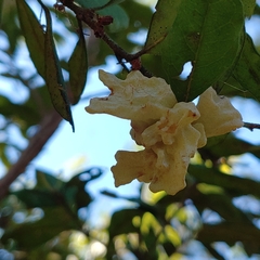 Exobasidium ferrugineae