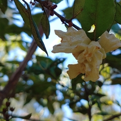 Exobasidium ferrugineae