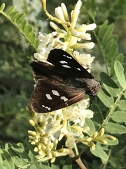 Polygonus leo arizonensis