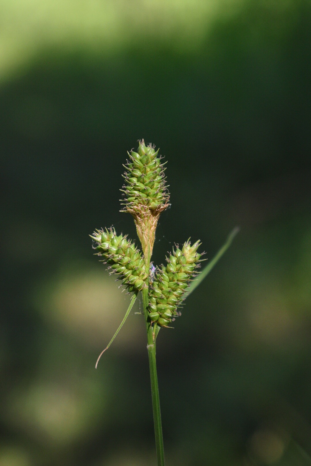 Carex bushii