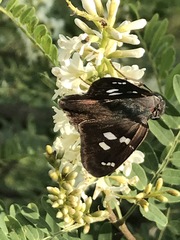 Polygonus leo arizonensis