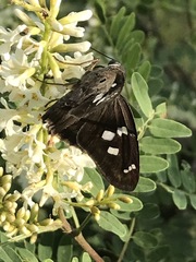 Polygonus leo arizonensis